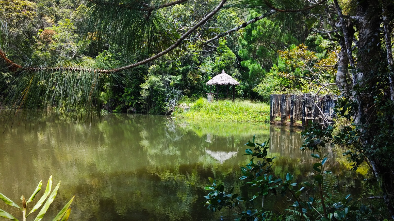 Rainforest view in Andasibe, Madagascar
