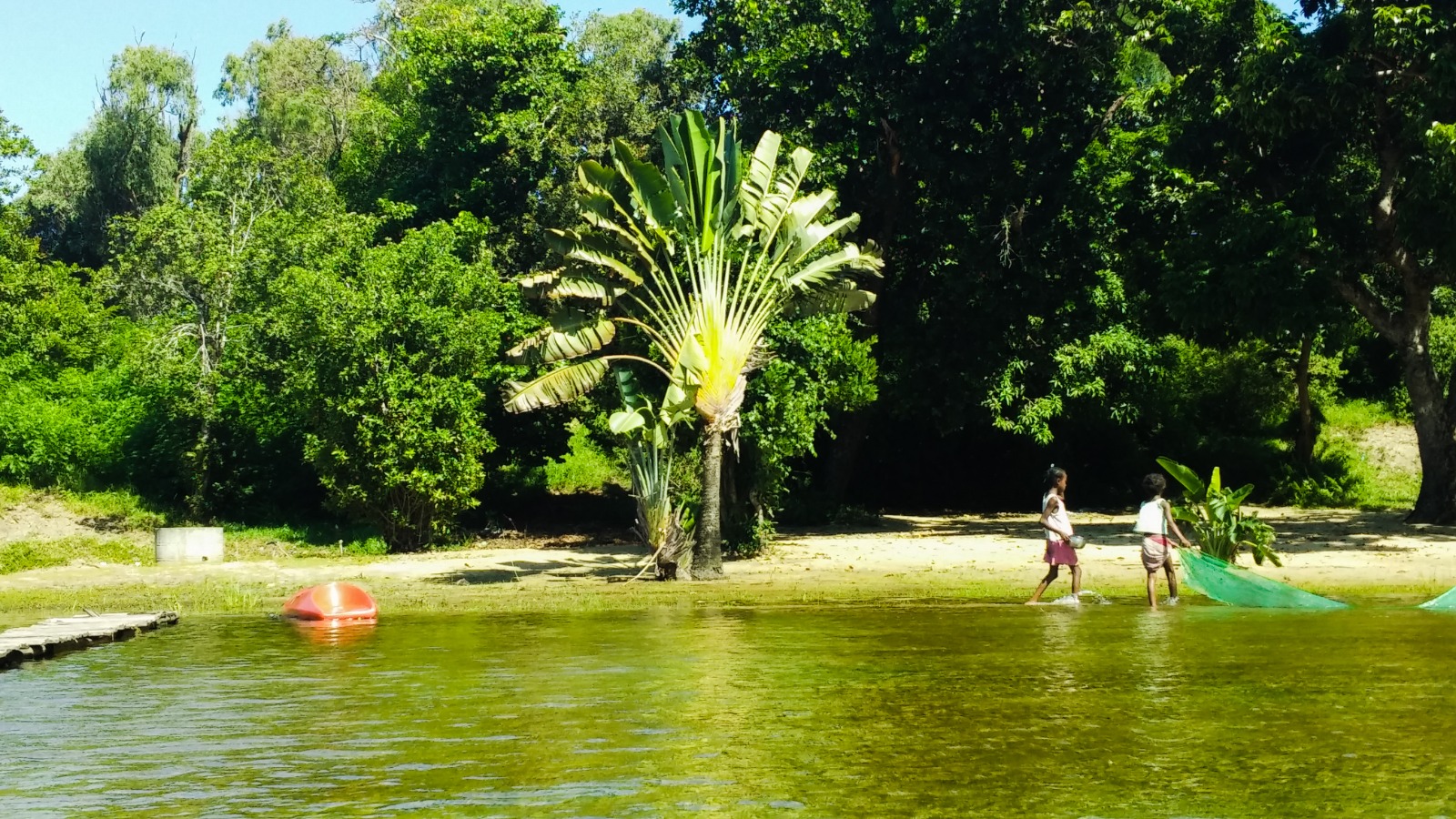 Ravinala or Traveller's Palm in Madagascar