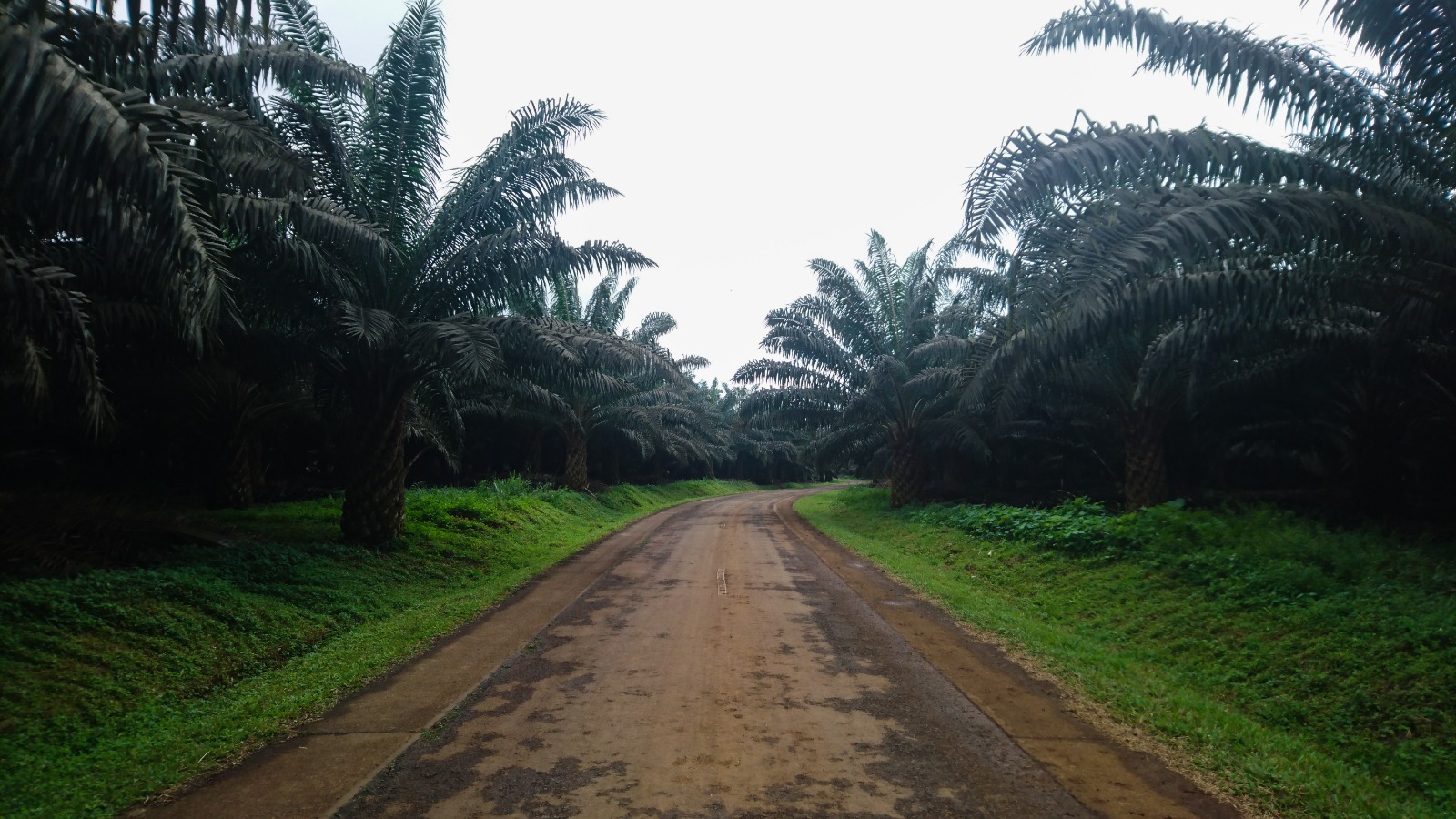 Palm-lined road in São Tomé