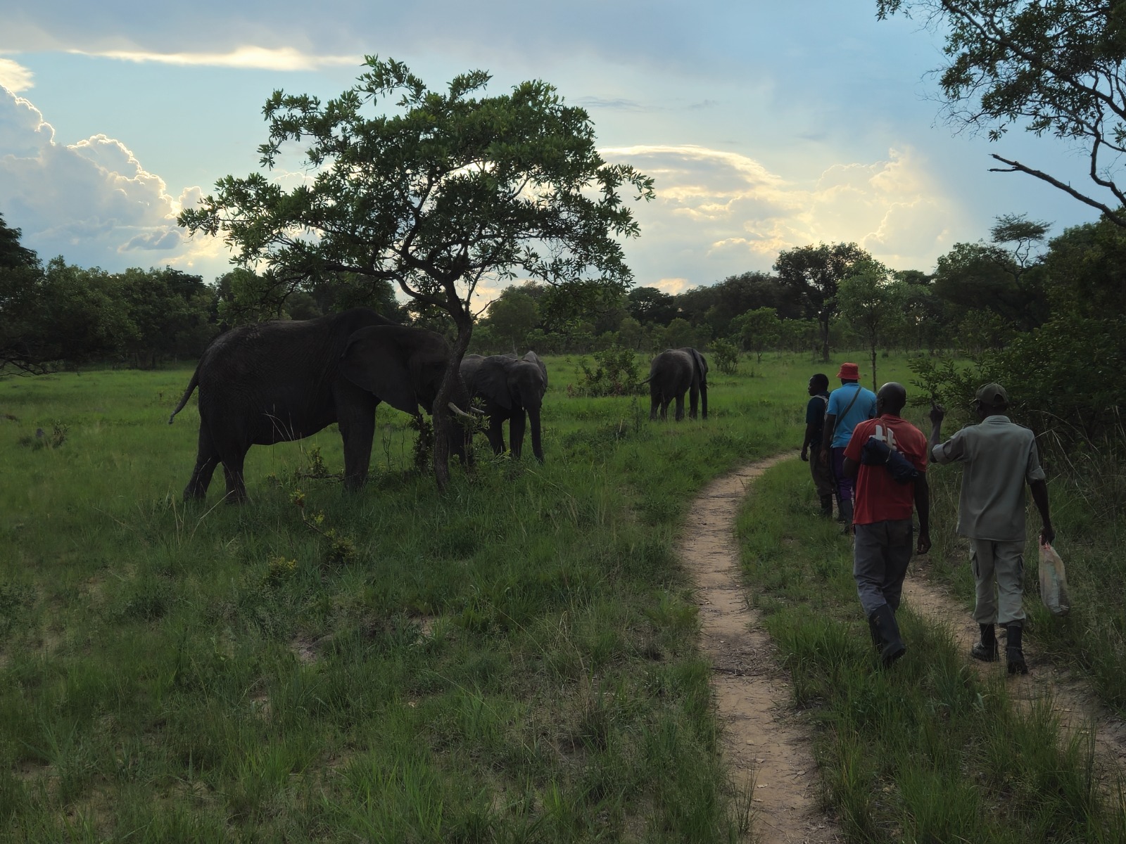Elephants during a walk at Chaminuka Lodge in Zambia